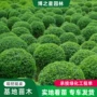 园林绿化工程基地卫矛球