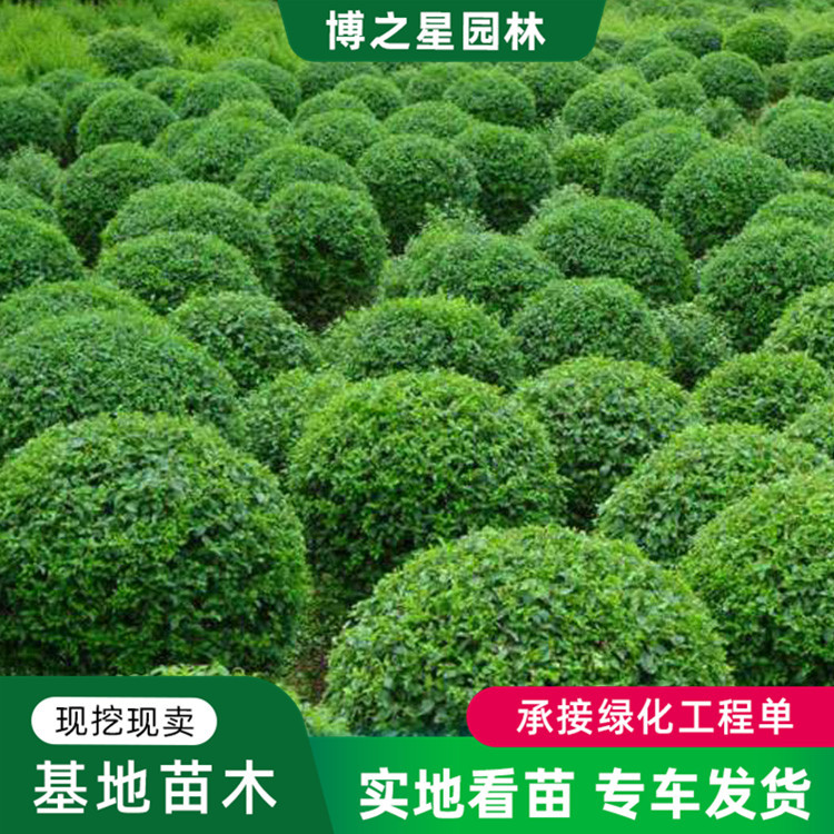 卫矛球基地批发市政园林工程绿化苗木四季常青规格全盆栽卫矛球苗