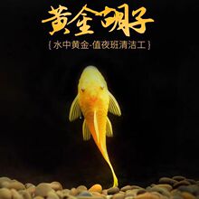 �^�p�~�S������~�����坍�~�׵�ˮ�~�ᎧС�͵ח��~����������~