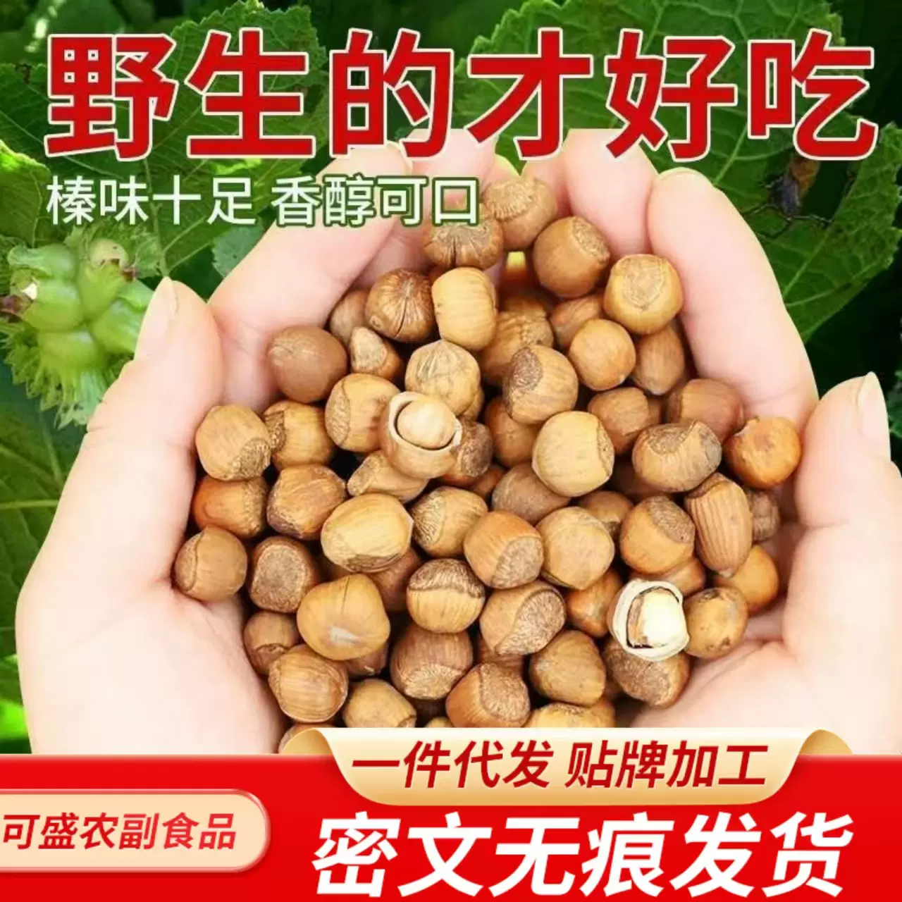 一件代发大榛子东北特产500g  批发新鲜开口野生棒子虎皮臻子