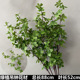 Apricot green plant hanging clock