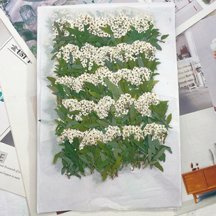 Small daffodils with branches factory direct wholesale dried flowers embossed plant specimens real flowers leaves flower material package