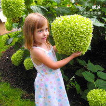 一件代发乔木大花绣球花苗 贝拉安娜 花园庭院观花植物阳台盆栽八