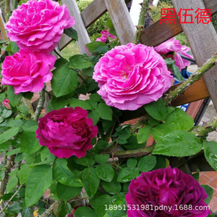 Four-Season Shrub Rose Extra-Large Flower Strong Fragrance Juice Balcony Courtyard Flower Plant Potted Rose Rose Seedlings