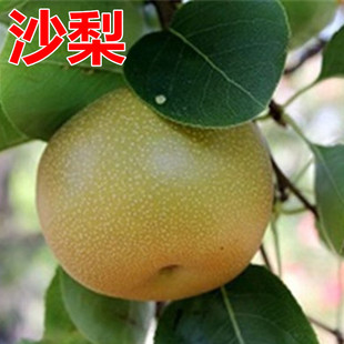 沙梨树果苗南北方庭院地栽种植大树室内阳台盆栽嫁接果树当年结果-阿里巴巴