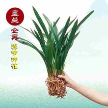 浓香兰花盆栽墨兰企黑报岁兰宽叶兰花苗素心白墨客厅阳台绿植花卉