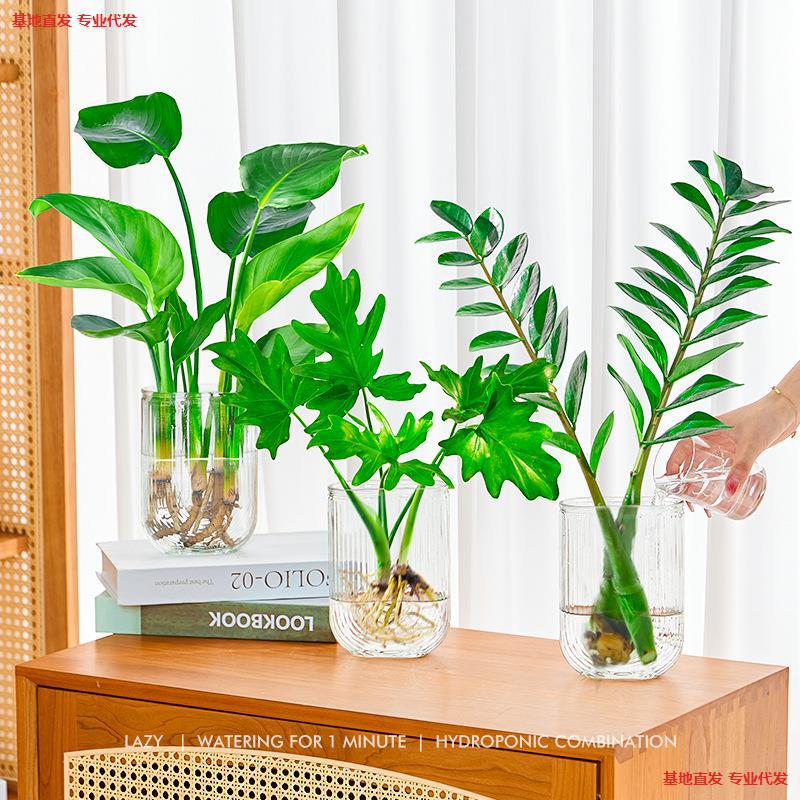 Pure Hydroponic Plants Are Easy to Maintain Indoors, Desktop Green Plants, Water-Cultured Money Tree, Potted Bird of Paradise Plant for the Office That Absorbs Formaldehyde