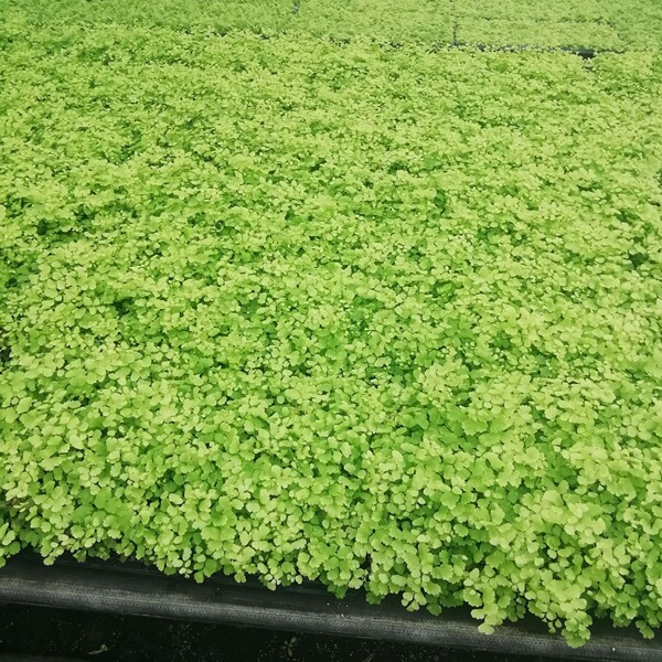 Indoor ornamental fern copper-bone maidenhair fern tissue culture…