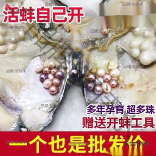 珍珠蚌自己开蚌取珍珠淡水活蚌壳河蚌多珠单珠鲜活真空打批麦太保-阿里巴巴