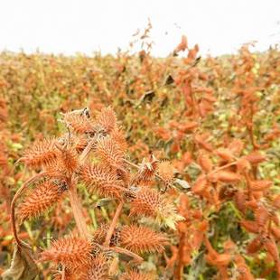 Xanthium Seeds, Old Litsea Cubeba Medicinal Seeds, Thorn-Free Xanthium Seeds