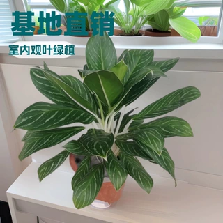 室内观叶绿植白雪公主万年青办公居家桌面水培盆栽除异味四季常绿
