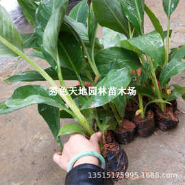 果树苗威廉斯B6香蕉苗粉蕉苗 红香蕉苗中蕉9号西贡蕉皇帝蕉苗果园