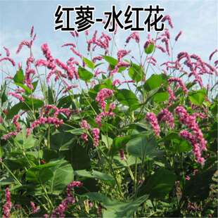 ˮ�t���N�� ޤ����ș�ķN�� �ļ����N �������� ˮȇ���Ӽtޤ�N��