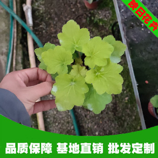 �������l�\���Gɫֲ�������ļ��^��� �ͺ����~ֲ�ﻨ��ֲ�����l