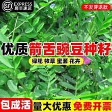 毛苕种子长柔毛野豌豆种籽箭舌豌豆种毛叶光叶紫花苕子毛苕子种籽