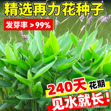 水生植物四季播种再力花种子鱼池塘绿化湿地公园造景观赏水草花籽