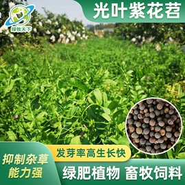 种子;草种子;草坪
