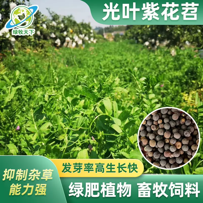 批发草种籽紫云英种子绿肥量大箭舌豌豆光叶紫花毛苕子牧草