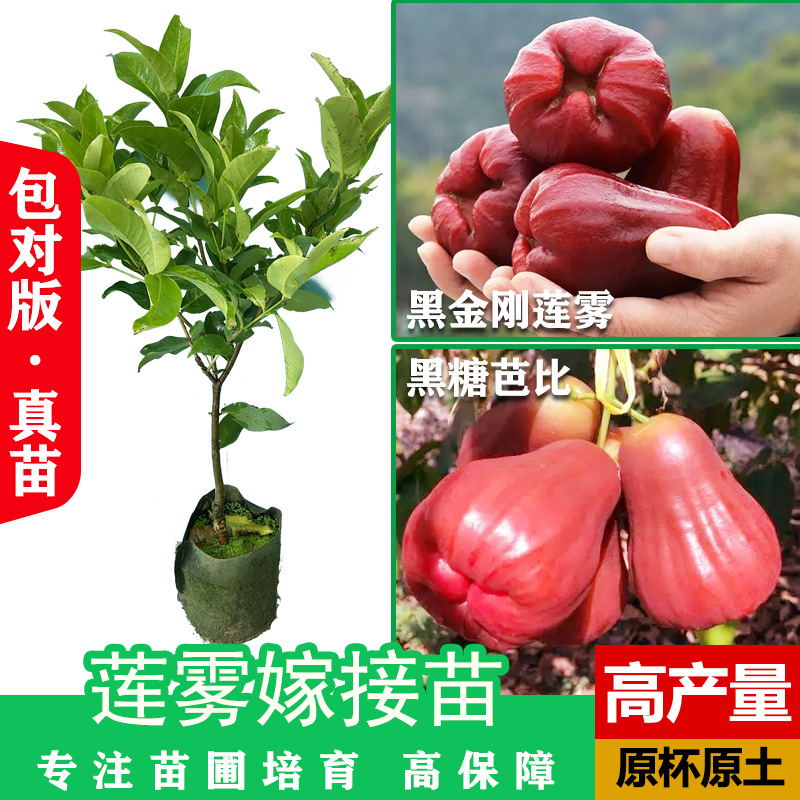 莲雾树苗黑糖芭黑金刚大叶红嫁接莲雾苗庭院盆栽地栽当年结果树苗