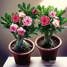 ���Ի���ɳĮõ�� �҃��^�~�^��ֲ�� �ˌ��������l�Gֲ��С������