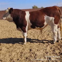 活体肉牛犊 广西改良肉牛价格 广西小牛多少一头广西肉牛养殖场