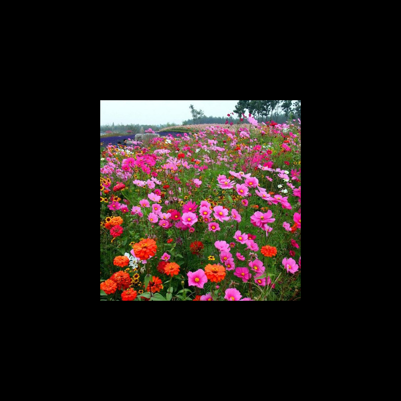 다년생 낮은 야생화 조합 반 파운드