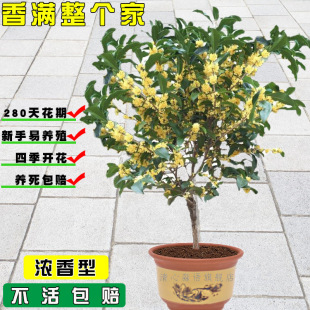 һl𻨘ļͥԺֲ҃ﻨܿʳ