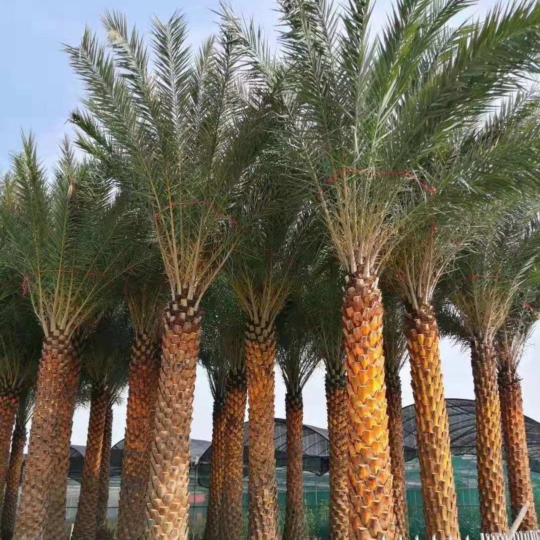 Саженцы финикового дерева (дате) серебристого из Ближнего Востока, оптовая продажа напрямую с базы в Чжанчжоу