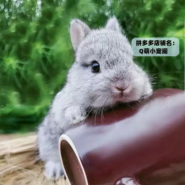 Chinchilla dwarf rabbit