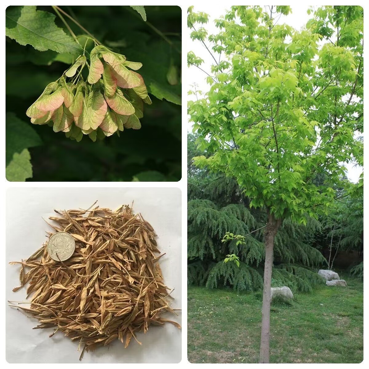 批发林木种子复叶槭种子糖槭种子青榨槭糖枫树复叶槭绿化种籽