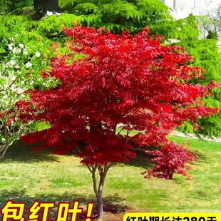 ���ڼt������ͥԺ�e��ֲ���ձ��t�輧�Ϙ��辰�����ļ��G������
