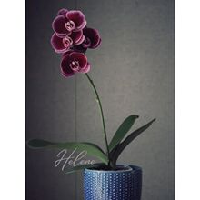 黑玫瑰蝴蝶兰3.5寸杯成熟苗不带花室内盆栽植物基地直发