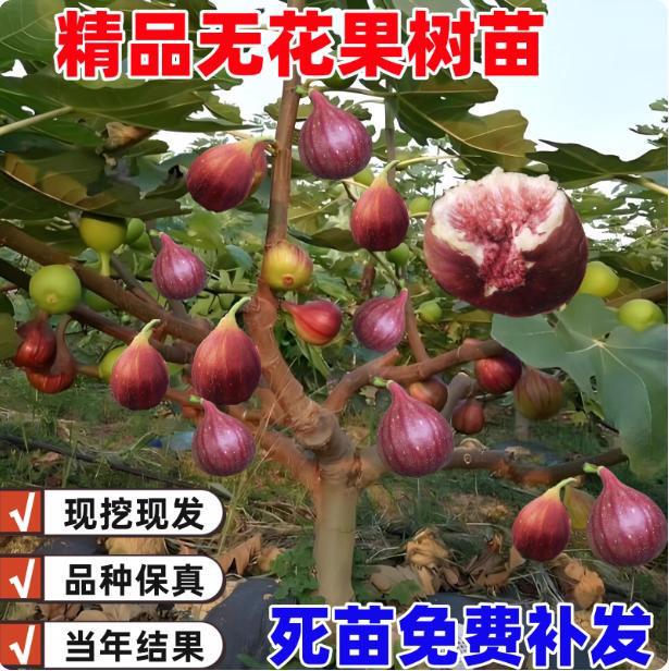 Fig Tree Seedlings Potted Ground Planting Boji Red Southern and Northern Planting Extra Large Fig Tree Seedlings That Bear Fruit in the Same Year