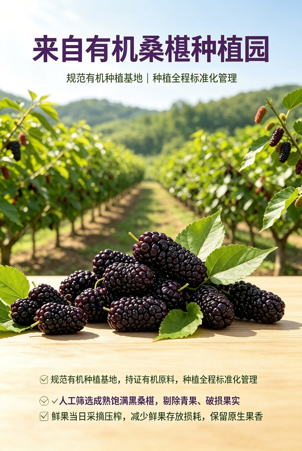 Organic American Ginseng Pure Liquid Extract Xi Yang Shen Ready-to-Drink Concentrated Juice 30ml x 7 Sachets preparation