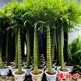 ����������Ϙ��辰���F���_�h��ֲ���҃ȴ��;Gֲ�Ĳ���С�~�{��