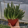 Direct supply of the base ｜ Rhino horn brocade flowering fairy palm potted home flowers and green plants, green plants and succulent plants export