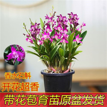 澳洲香水石斛兰花苗带花盆栽带多花苞出售送盆水培绿植室内外好养