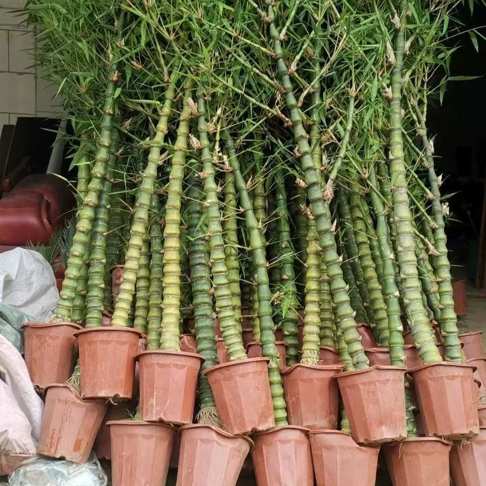Бамбуковое растение в горшке Будды Бамбук Будды Архат Бамбук большой толстый бамбук бонсай тыква бамбук балкон комнатное декоративное зеленое растение бамбуковые саженцы