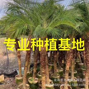 Fujian Shanda Horticulture Wholesale Beautiful Needle Sunflower Transplanting Beautiful Needle Sunflower Price Palm Beautiful Needle Sunflower Quote