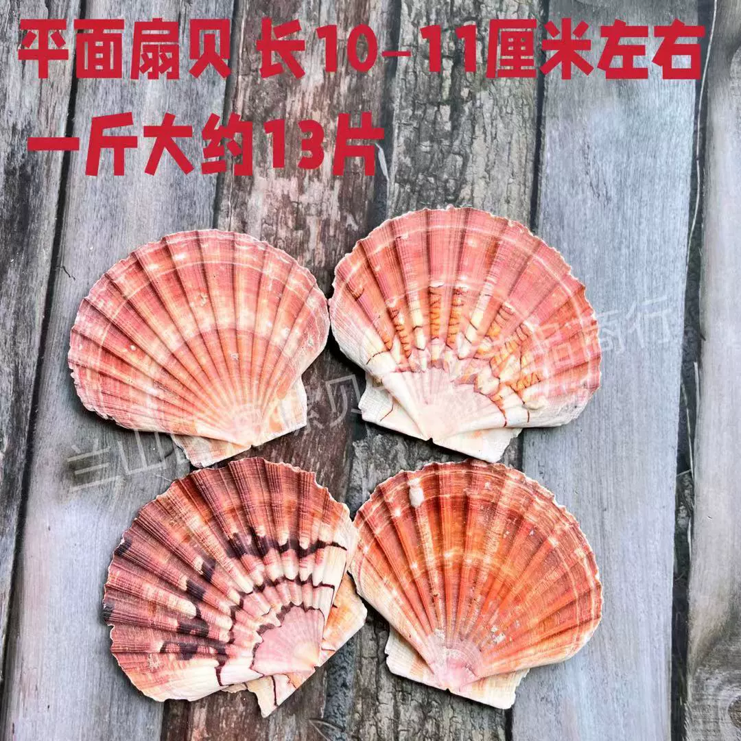 Shell Natural Shell Conch Stars Drifting Bottle Shell Crafts Wholesale Diy Handmade Shell Materials
