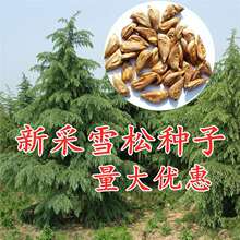 �²�ѩ�ɷN��ӡ��ѩ�ɘ�N���M��ѩ���ь����ɘ�G����ľ�N