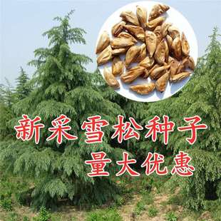 Newly Harvested Cedar Seeds, Indian Cedar Tree Seeds, Imported Cedar Seeds, Pagoda Pine Tree Greening Seedlings