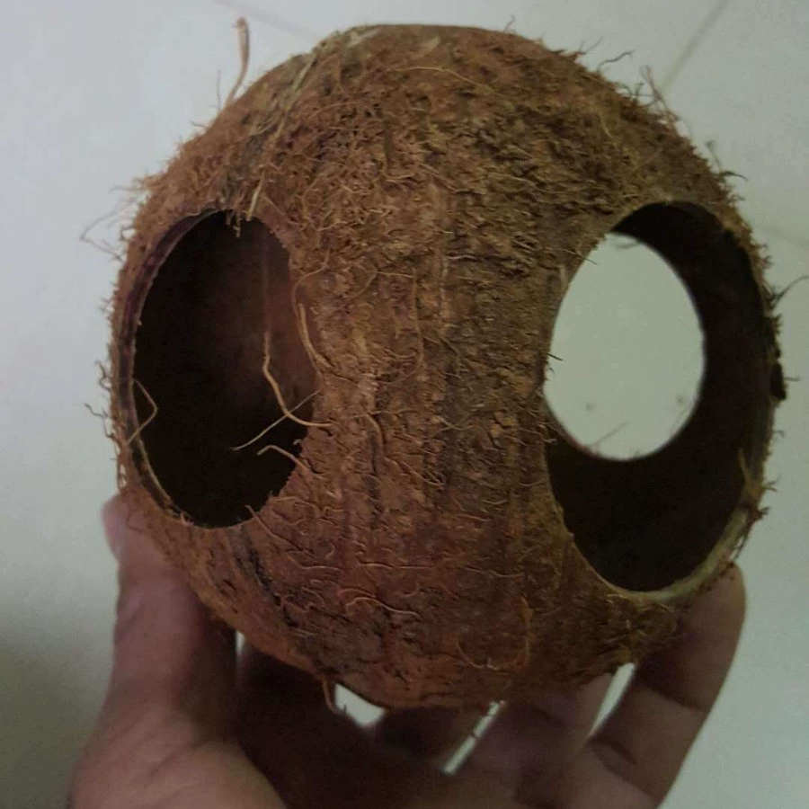 Оптовая полированное Птичье гнездо Тигровая кожа пион гнездо попугая с кокосовой скорлупой гнездо Птичье гнездо разведение гнездо попугая кокосовое 3 отверстия