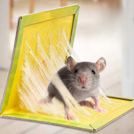 捕鼠粘鼠板  家用老鼠笼沾胶夹药抓捉大老鼠贴驱粘合力强量大优惠