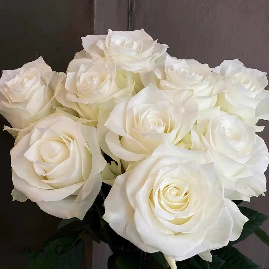 Дропшиппинг рассады белого шоколада, цветущие розы в горшках, вьющиеся растения, розовые саженцы, зеленые растения