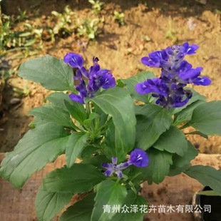 ��β�� �޸��ݻ���β���{���ذ껨�����^�����G���������l