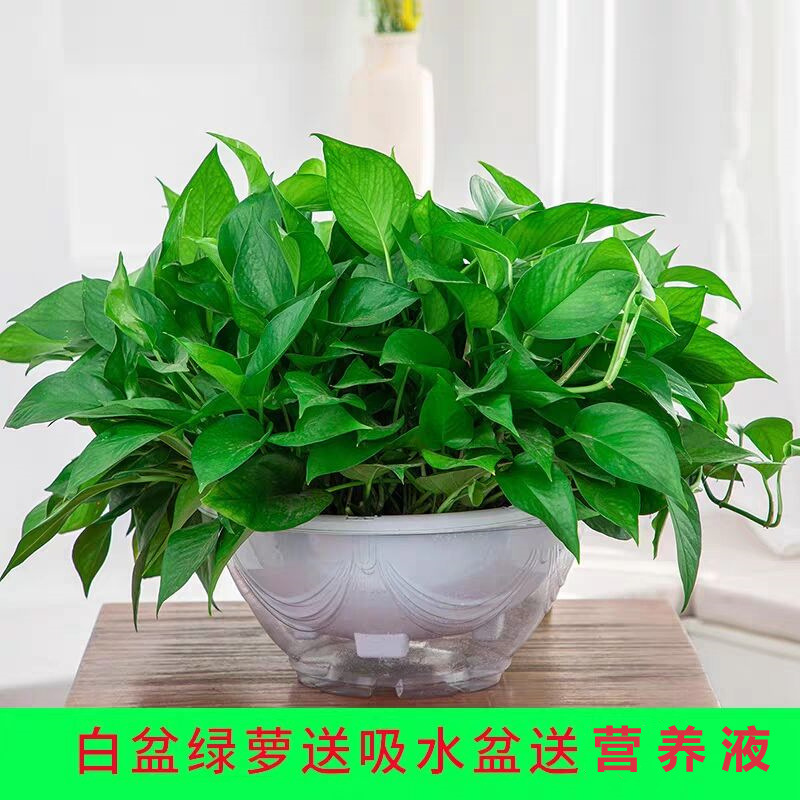 흰색 화분에 담긴 큰 녹색 무 120그루 + 흡수성 화분 + 액체 1개