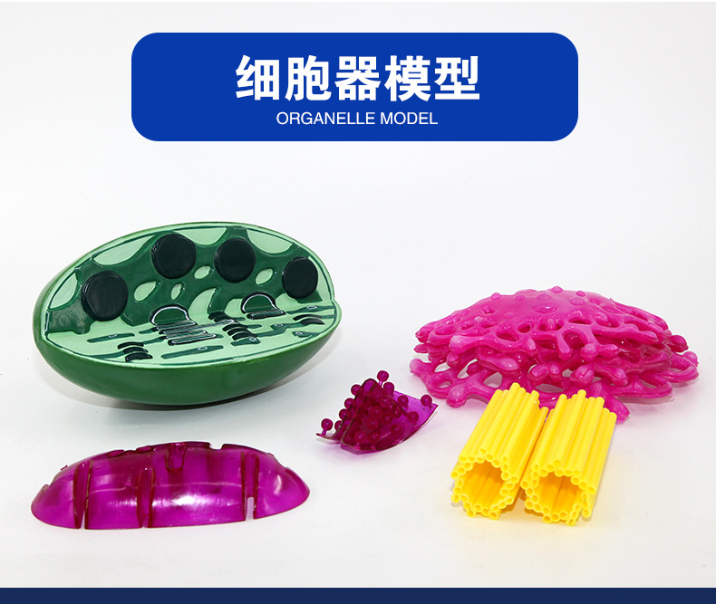 QH3324细胞器模型_02.jpg