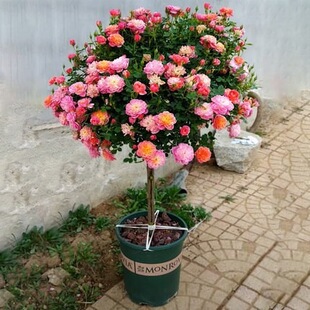 �����ǘ䘶�¼������ش�õ�廨�����ļ��_����ֲ���҃��⎧����