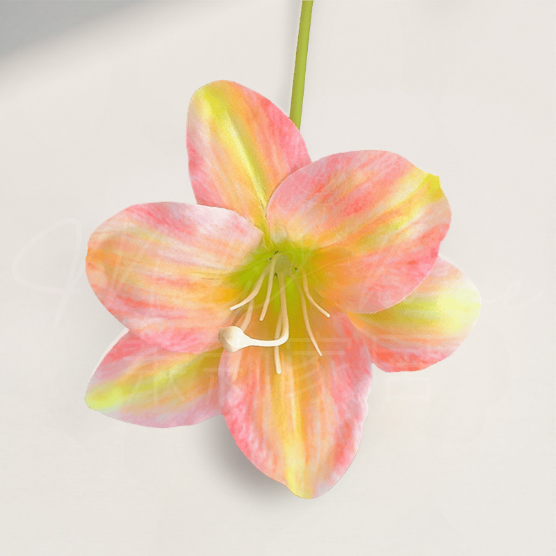 Wild Rose Orange-단일 지점 Hemerocallis